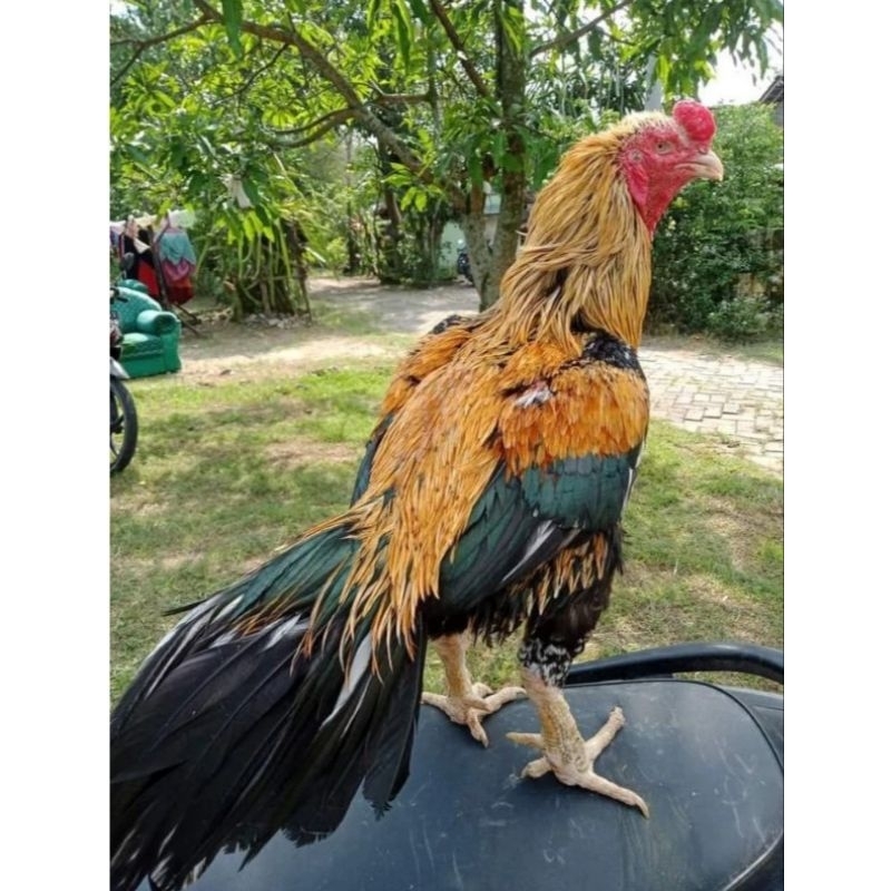 Jual telur ayam bangkok petarung original Thailand Shopee Indonesia