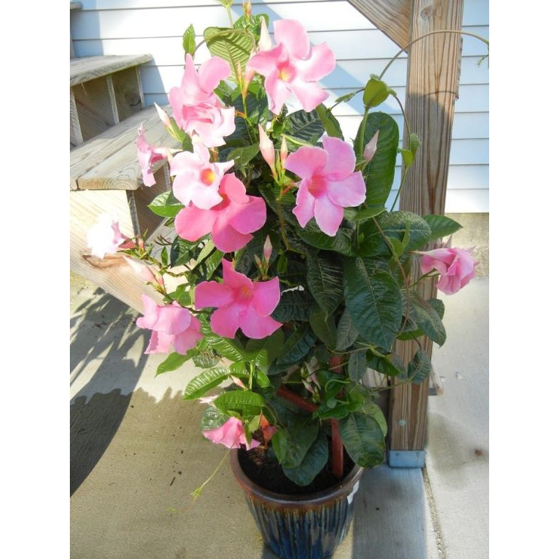 Jual TANAMAN HIAS RAMBAT ALAMAMDA MANDEVILLA BUNGA PINK - TANAMAN HIAR ...