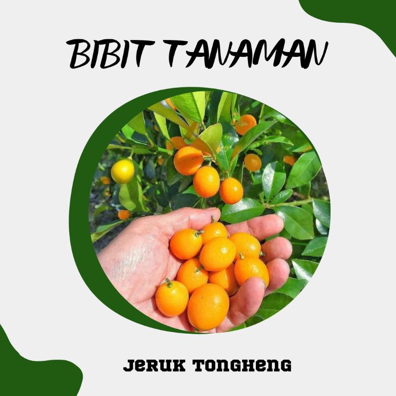 Jual Bibit Jeruk Tongheng Kimkit Kondisi Berbuah Shopee Indonesia