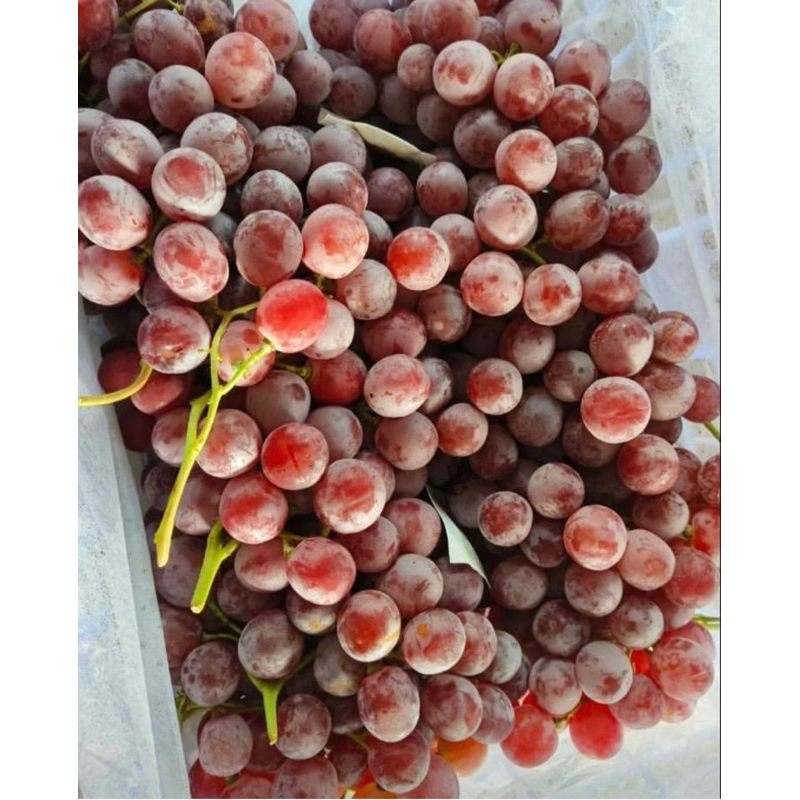 Jual Anggur Red Globe rrc keranjang 7kg | Shopee Indonesia