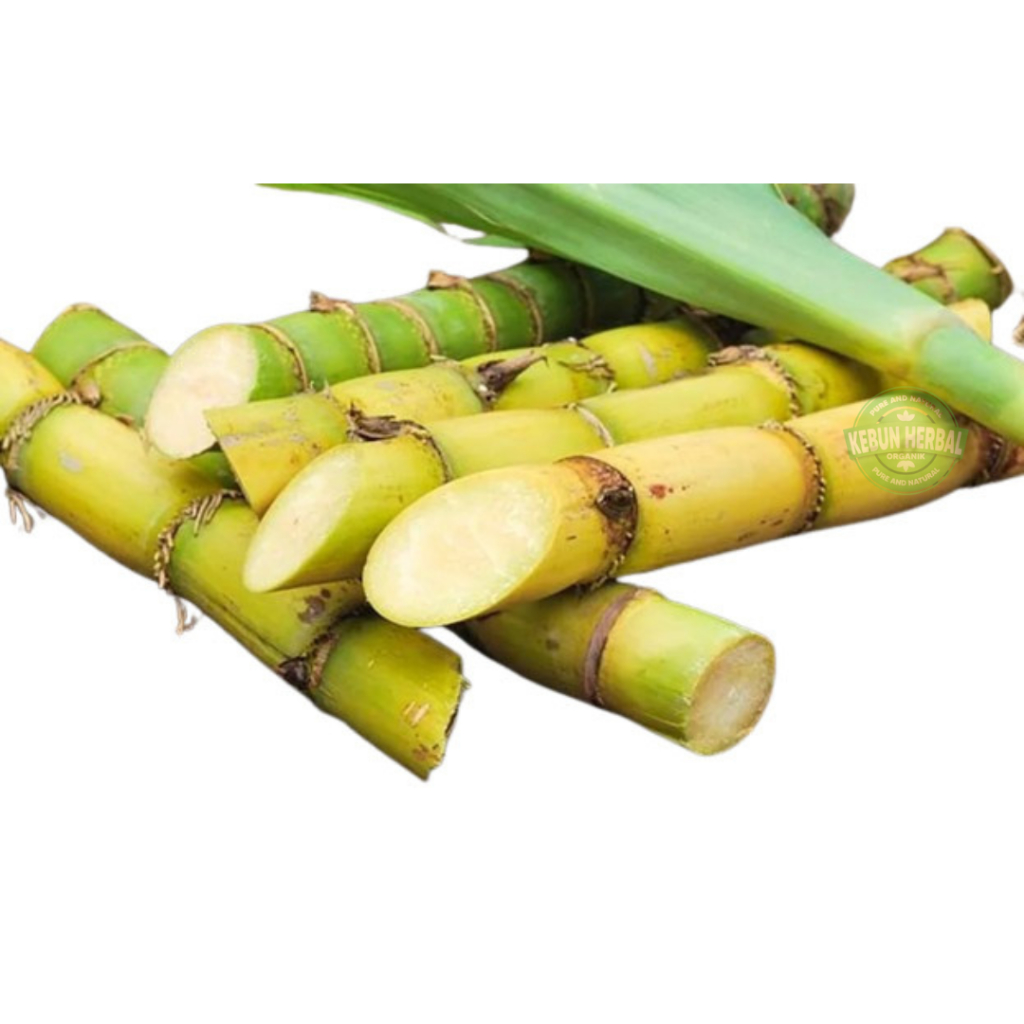 Jual Bibit Stek Tanaman Tebu Kuning Manis Penghasil Gula | Shopee Indonesia