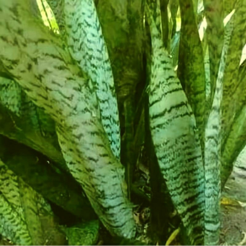 Jual Tanaman hias Sansevieria Hijau / Tanaman lidah mertua Hijau ...