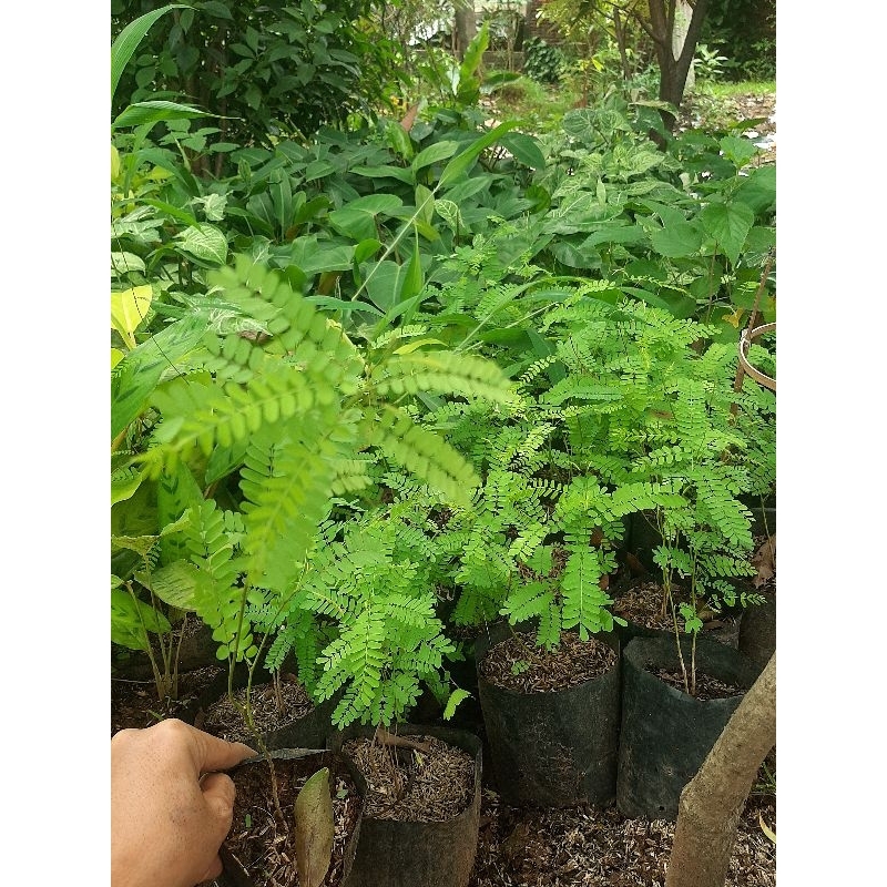 Jual Tanaman herbal saga manis-saga rambat | Shopee Indonesia