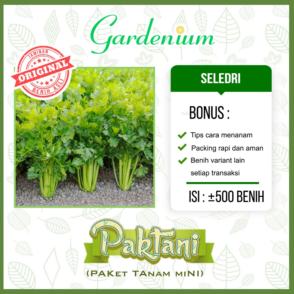500 Benih Seledri Unggul Paktani