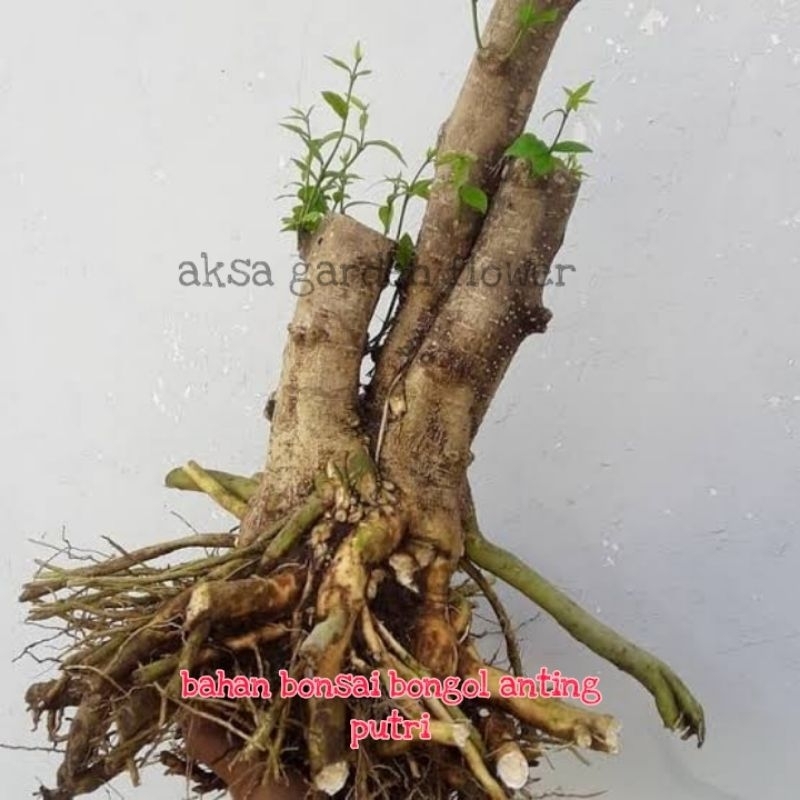 bonsai wallpaper 4k Resilient Bonsai Tree Art