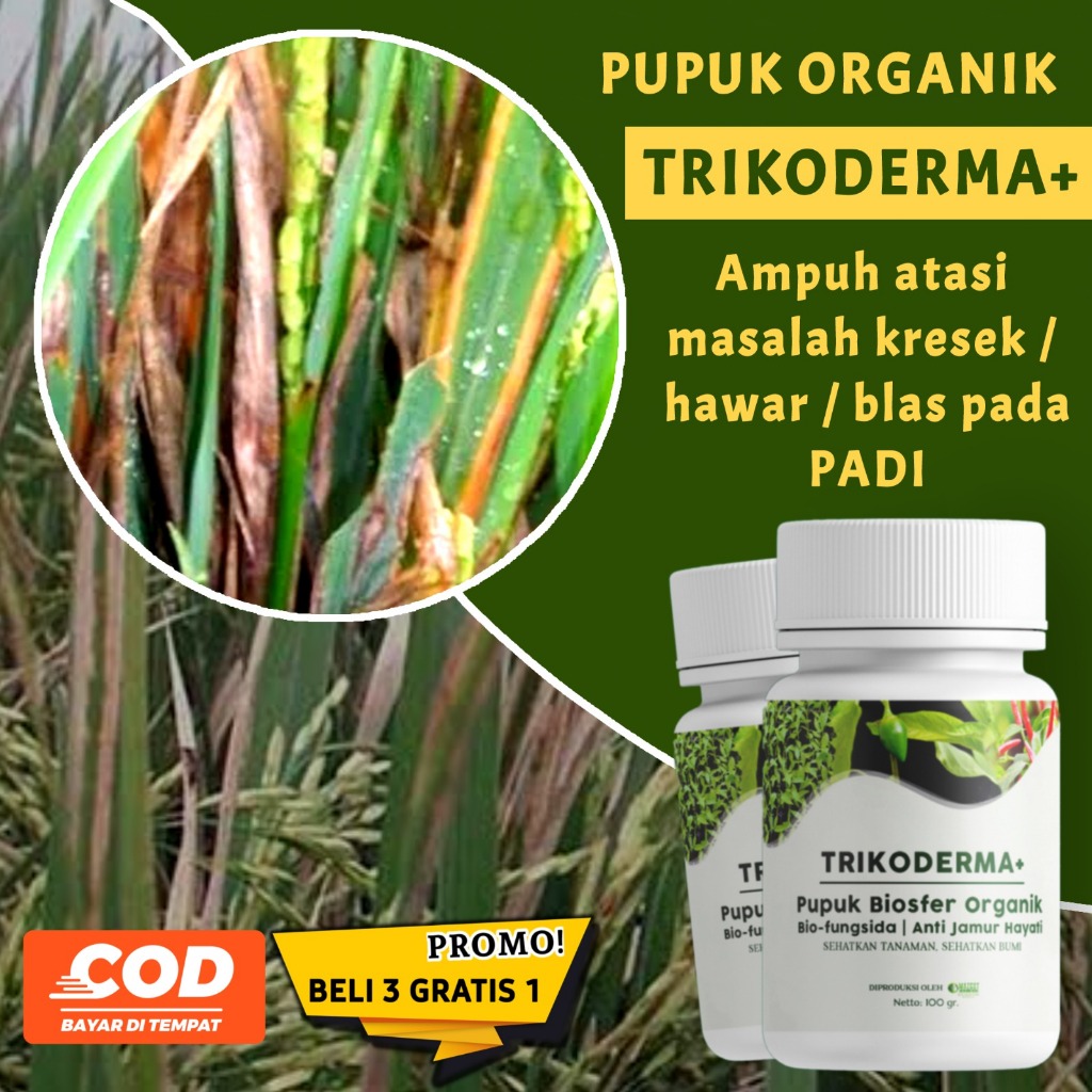 Jual ALFAGREEN- Trikoderma Obat Busuk Akar Batang dan Buah | Buah ...