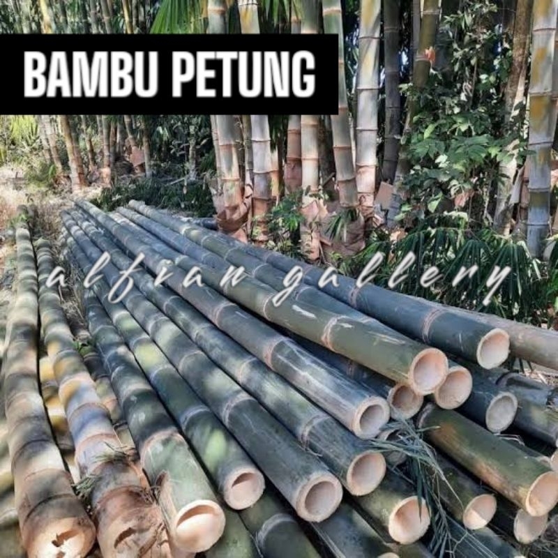 Jual potongan bambu besar/bambu petung ukuran 1 ruas tertutup | Shopee ...