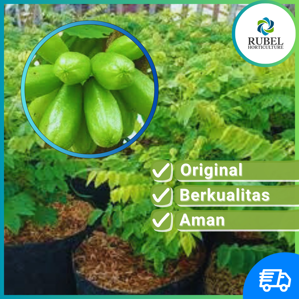 Jual Bibit Belimbing Wuluh Asli Tanaman Buah Hasil Okulasi Super