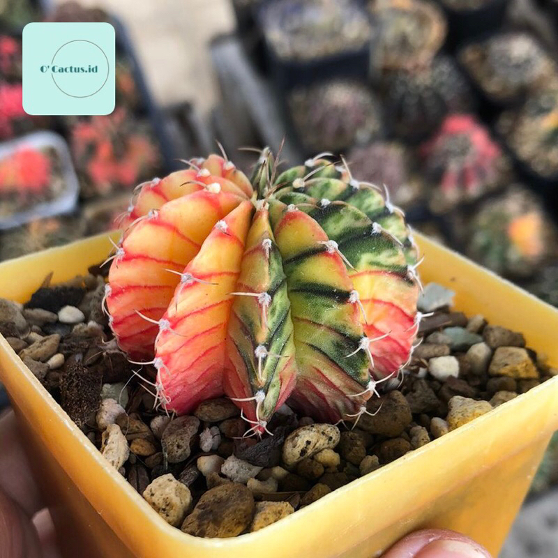 No.18(親)（ピンキーパィー) Gymnocalycium （PINE（種、種子） | 花 