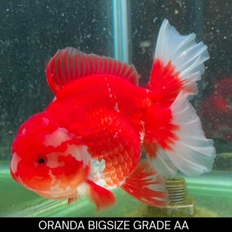 Jual Ikan Mas Koki Oranda Jambul Jumbo Max | Shopee Indonesia