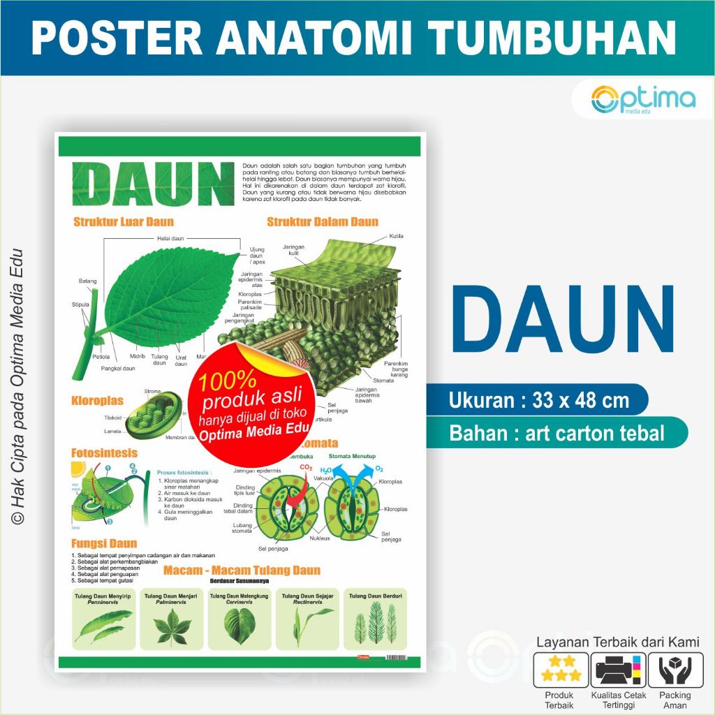 Jual Poster Carta Anatomi Struktur Morfologi tentang Tumbuhan | Shopee