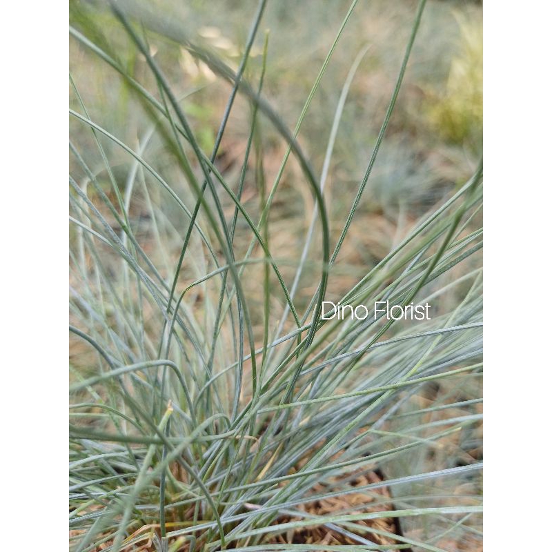 Jual Tanaman Hias Rumput Biru Festuca / Suket Biru | Shopee Indonesia
