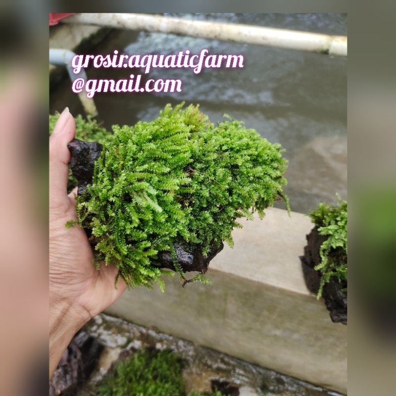 Jual Hardscape kayu rentek full moss aquascape/paludarium/terarium ...