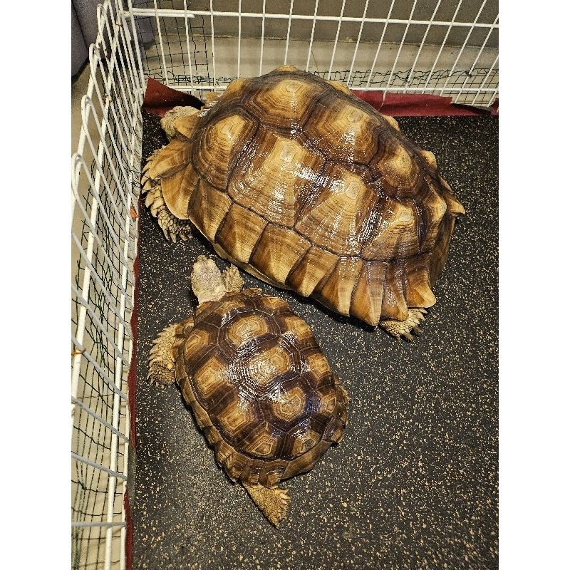 Jual Turtoise sulcata Female 37cm | Shopee Indonesia