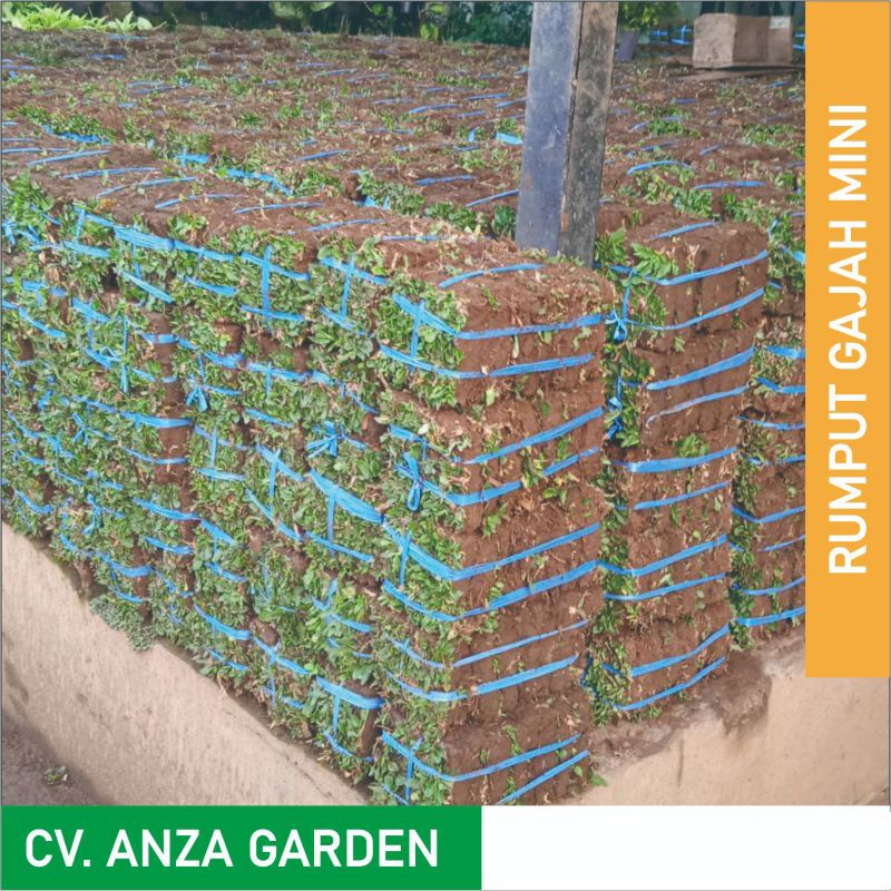 Jual Rumput Gajah Mini | RUMPUT GAJAH | Rumput Taman | Shopee Indonesia
