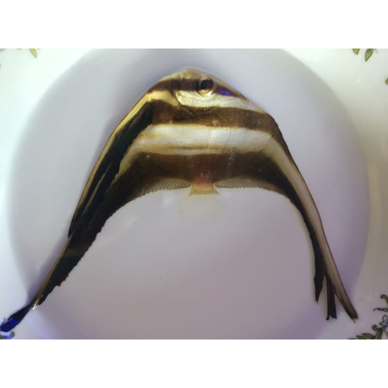 Jual playak kertas (ikan hias laut) | Shopee Indonesia