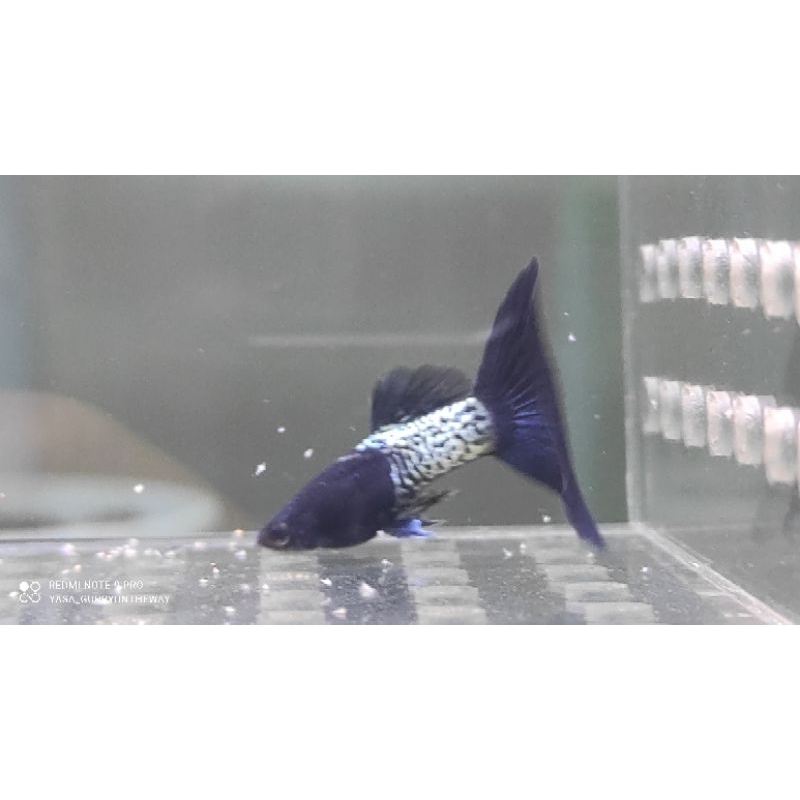 Jual Guppy Metal Snake Skin Blue Tail / MSSBT/pair | Shopee Indonesia