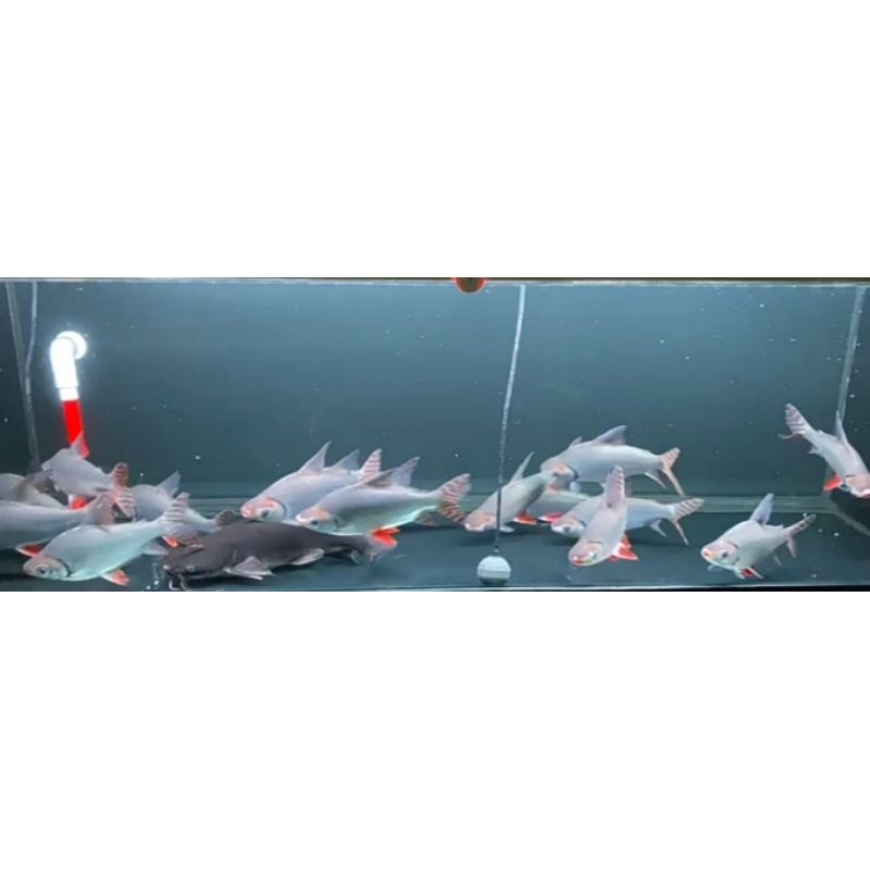 Jual RFF 23-25CM | Shopee Indonesia