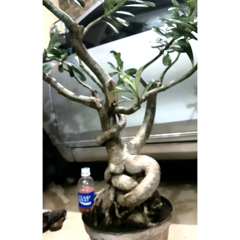 Jual adenium bonggol jumbo besar dan batang rimbun | Shopee Indonesia