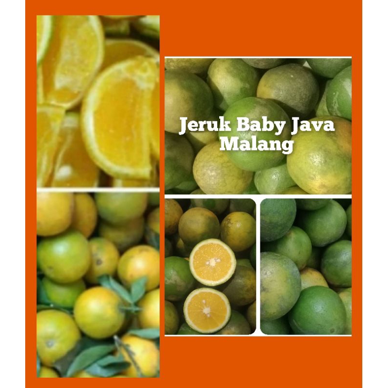 Jual JERUK BABY JAVA 10 Kg (Paket Reseller) | Shopee Indonesia