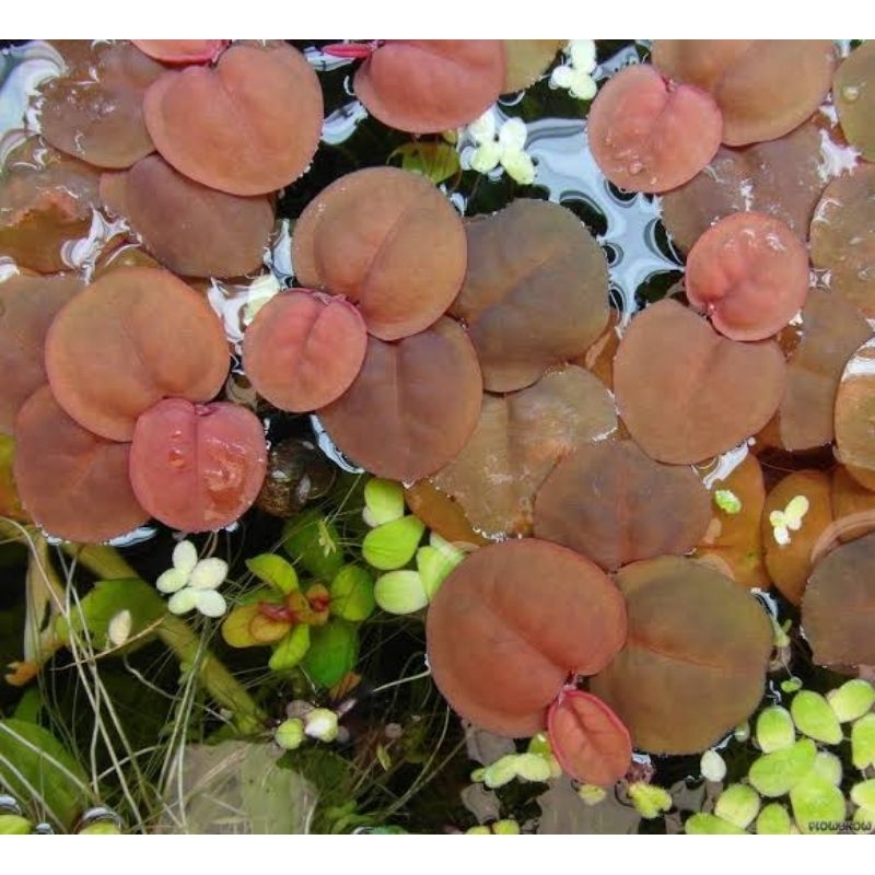 Jual Tanaman aquascape Amazone Progbit Merah / Red Root aquarium guppy ...