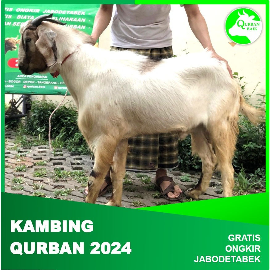 Jual Kambing Qurban Online: Kemudahan Berkurban di Era Digital