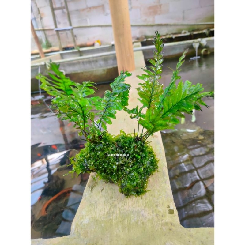 Jual pakis rujug media kayu rentek full moss sudah tenggelam | Shopee ...