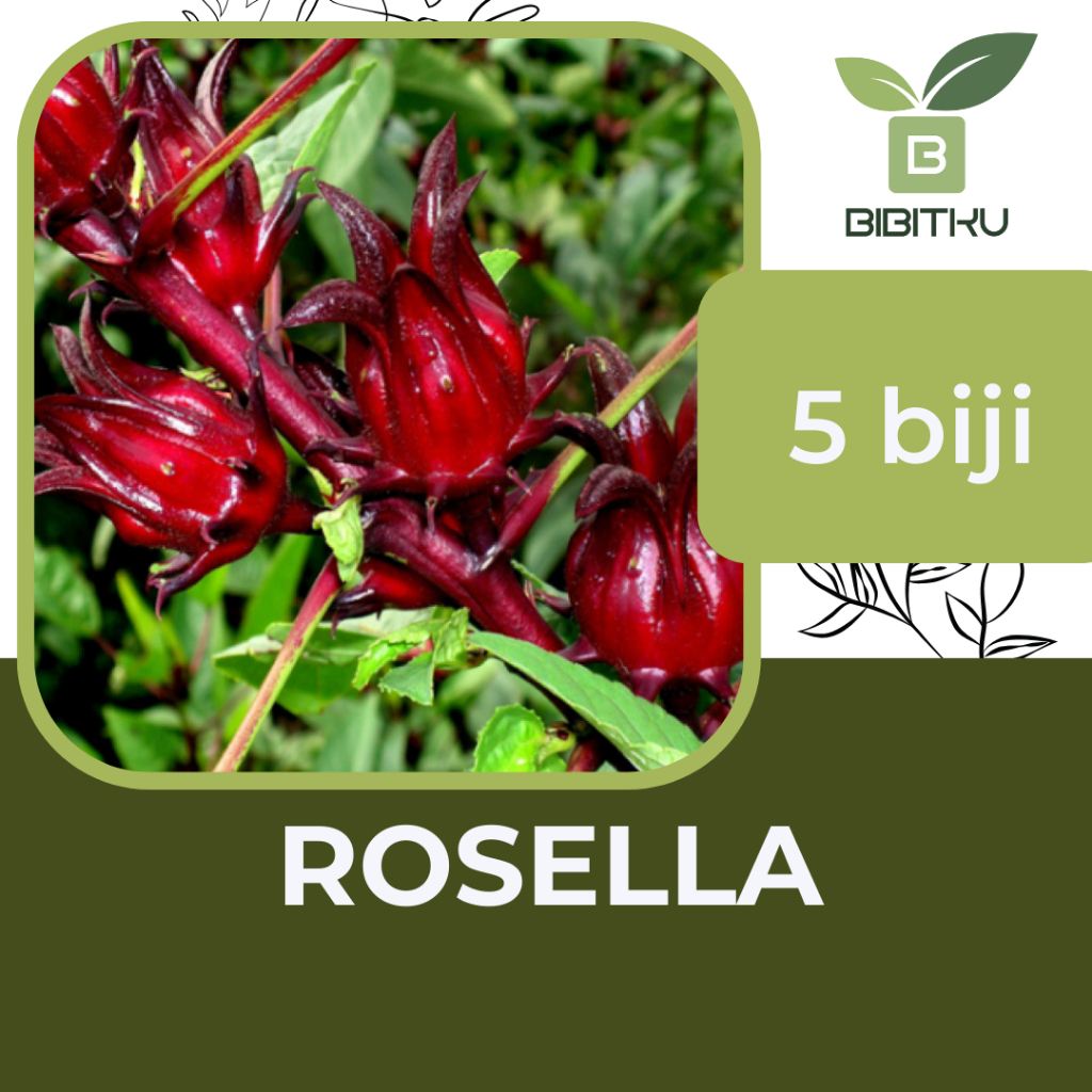 Jual Benih Bunga Rosella Rosela Merah | Shopee Indonesia