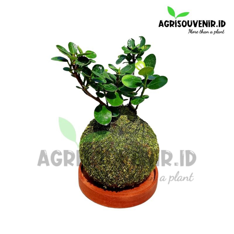 Jual kokedama Beringin Dolar Mangkok (wood coaster) | Shopee Indonesia