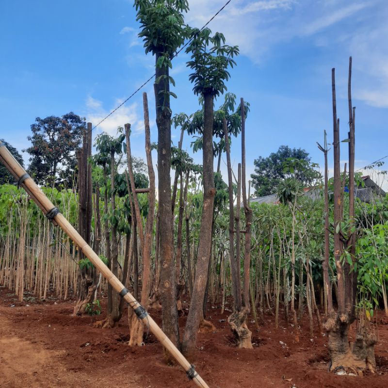 Jual TANAMAN PULE GROUPING 5 METER / POHON PELINDUNG PULE GROUPING ...