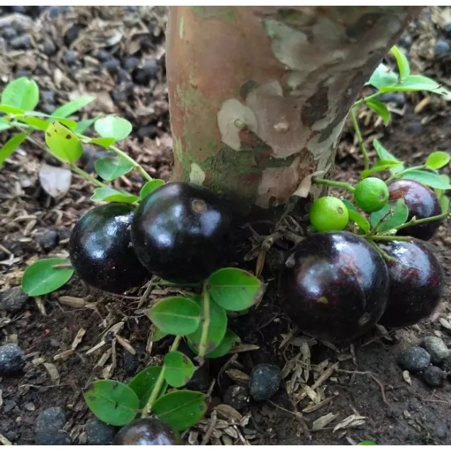Jual Bibit POHON ANGGUR BRAZIL PRECO Sudah Berbuah Tinggi 1-2 Meter ...