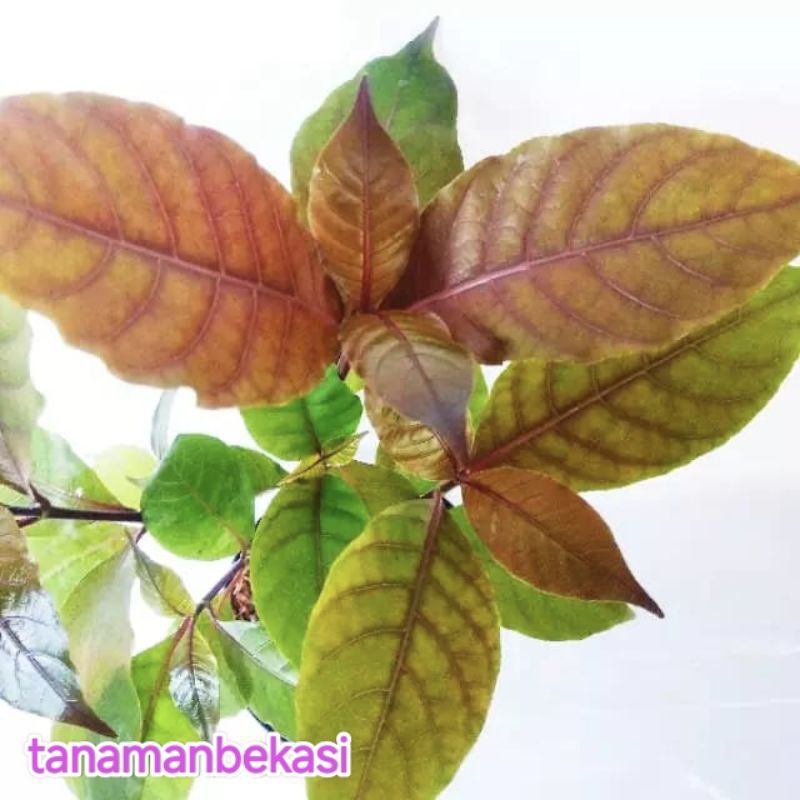 Jual TANAMAN HERBAL DAUN UNGU // HANDEULEUM | Shopee Indonesia