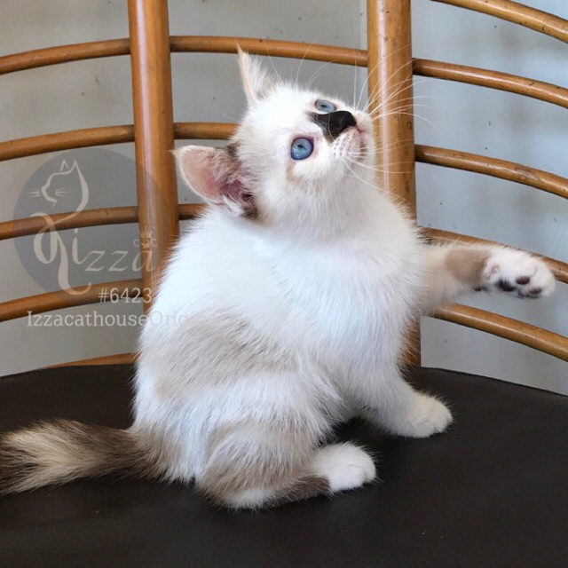 Jual makanan kucing Ras SIAM Ragdoll pure SHORTHAIR ( bulu karpet ...