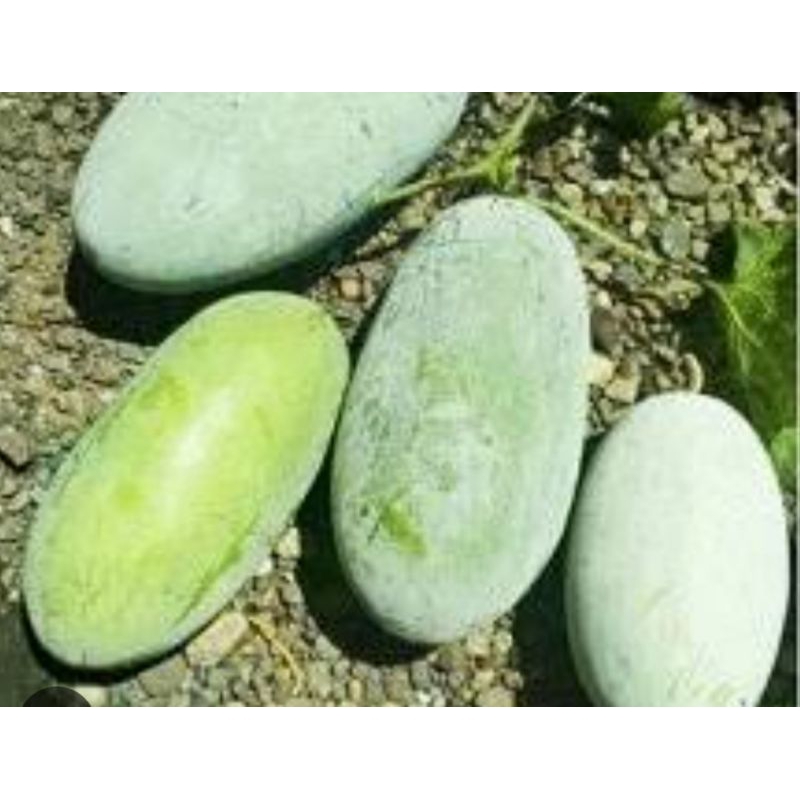 Jual 30 butir/5 gram benih labu kundur/labu bedak | Shopee Indonesia