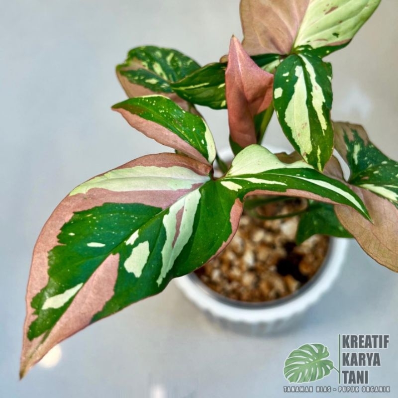 Jual Tanaman hias syngonium red spot tricolor - Syngonium tricolor ...
