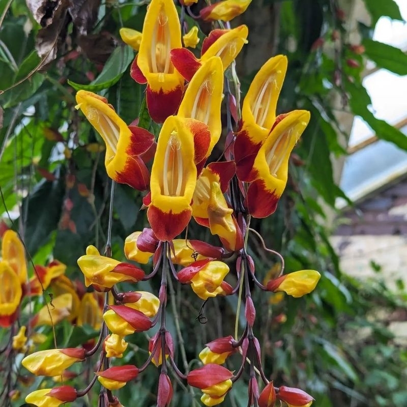 Jual Thunbergia mysorensis / indian clock vine / flame of irian cokelat ...