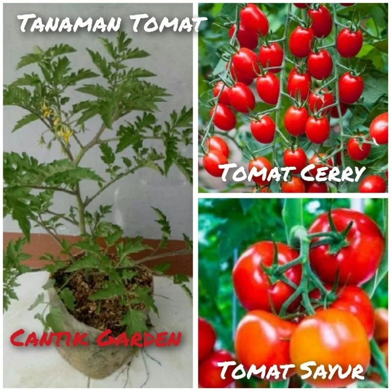Tomat
