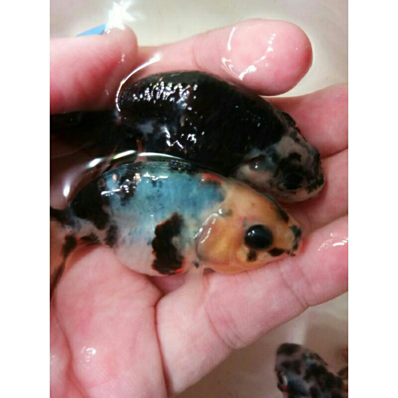 Jual Ikan Mas Koki Lioncu CaLico Sapi/Panda SB Grade | Shopee Indonesia