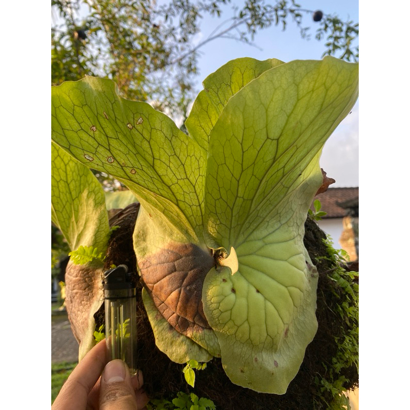 Jual tanaman hias platycerium elephantotis simbar platy kadaka elephant ...