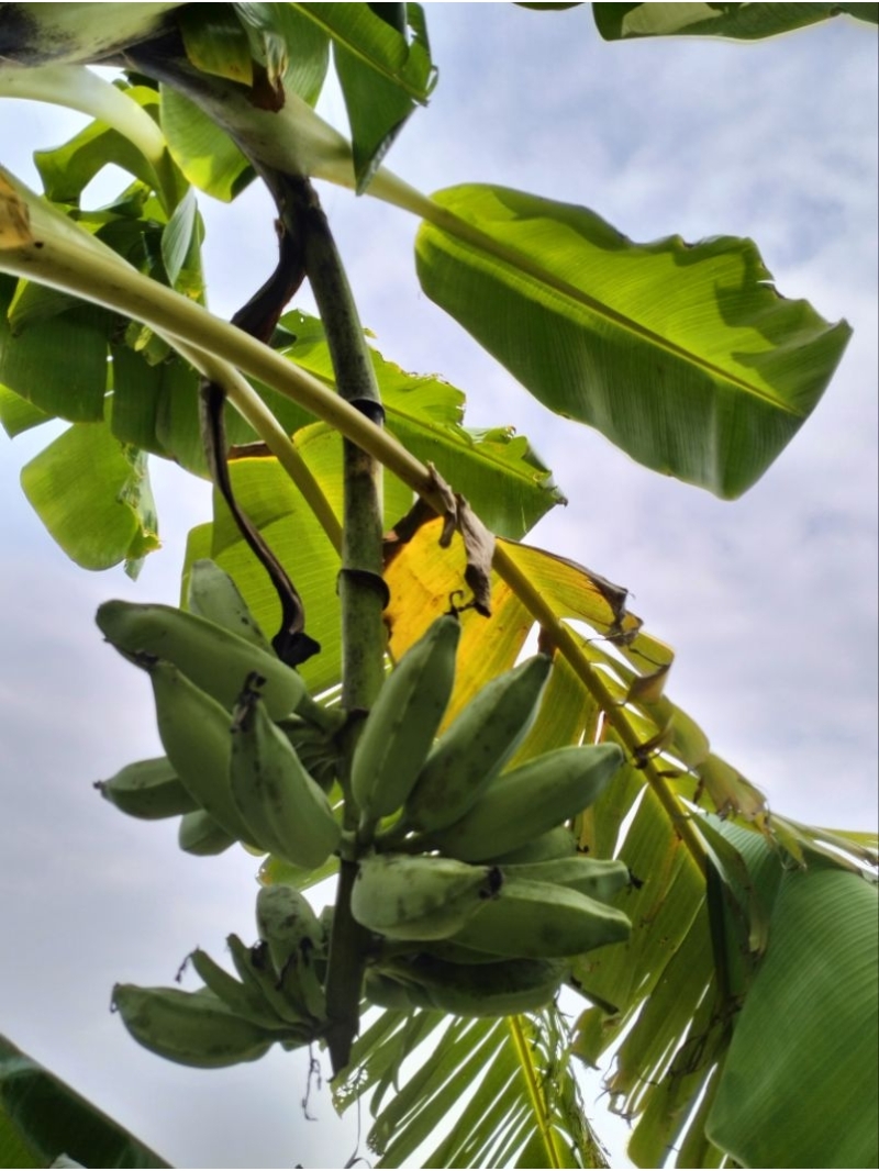 Jual Bibit pisang blue java banana / sobo awu | Shopee Indonesia