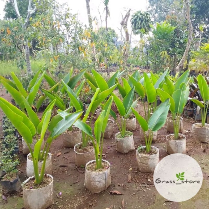 Jual Tanaman Hias Pisang Kipas Tanaman Calathea Pisang Kipas Pohon