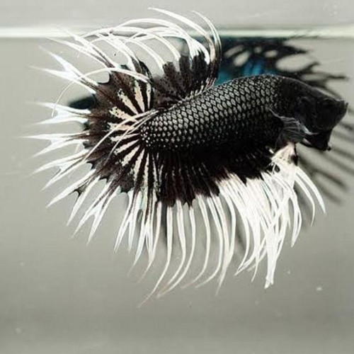 Jual cupang serit - ikan cupang serit jantan - ikan cupang hias serit
