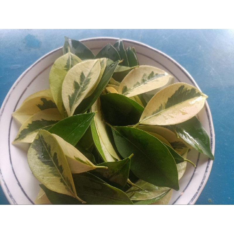 Jual Daun Beringin Putih/Waringin(Ficus Benjamina) | Shopee Indonesia