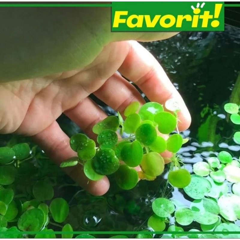 Produk Fishkotik | Shopee Indonesia