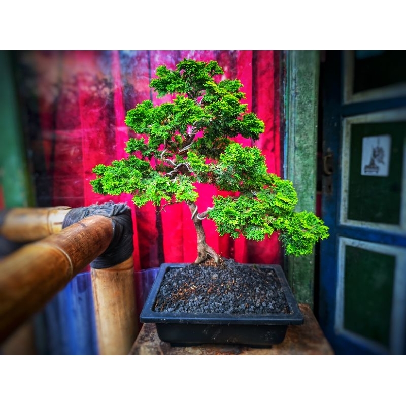 Jual Bonsai Cemara Hinoki Cyprees Japan Micro Sudah Jadi Siap Pajang ...