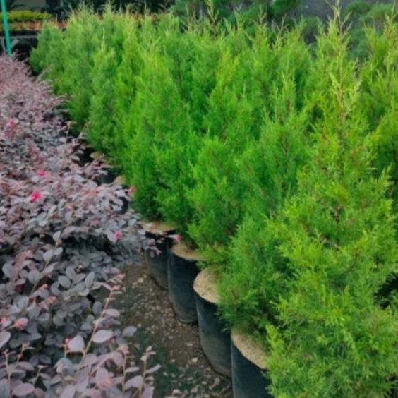Jual Bosplant - Cemara Rentes Cemara Wangi Tanaman Tinggi Cemara Hidup ...