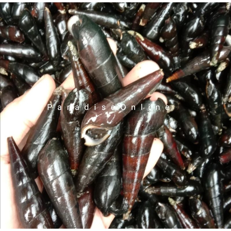 Jual Susuh laut/Tutut laut segar 1kg | Shopee Indonesia