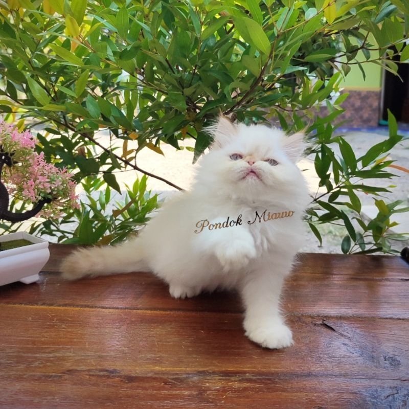 Jual Kucing Persia Anak Kucing Flatnose Blue Silver Simetris Peaknose ...