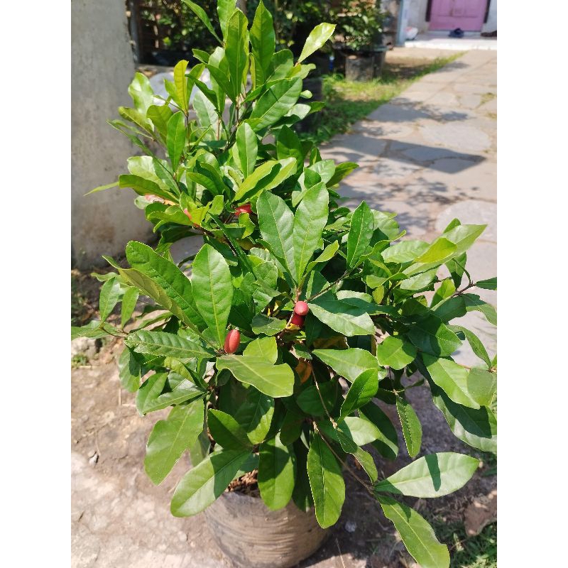 Jual Buah Miracle Terlengkap & Harga Terbaru Juli 2026 | Shopee Indonesia