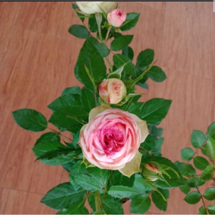 Jual Mawar import Lovely rokoko (Wangi segar) RECOMENDED !! | Shopee ...